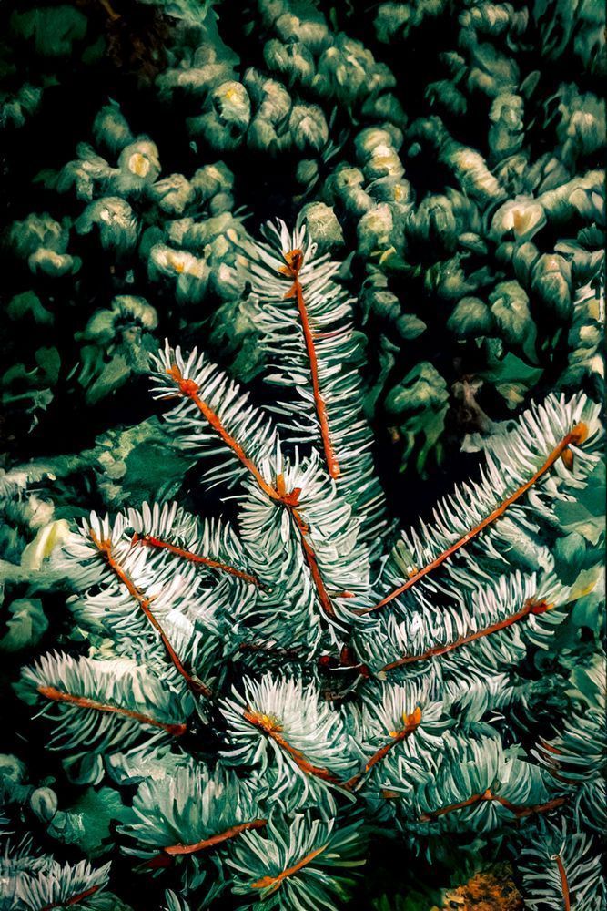 Pine Needles Photography Art | Julian Kegel 