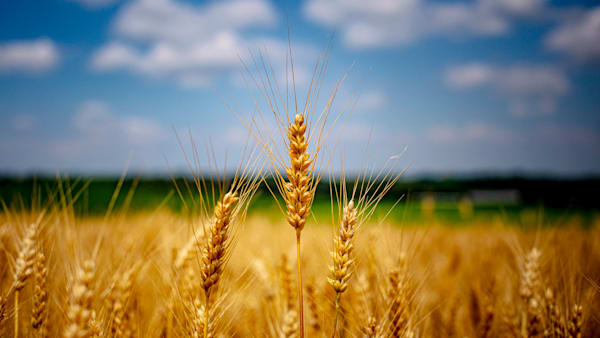 WHEAT CORN SKY   WI 1 1