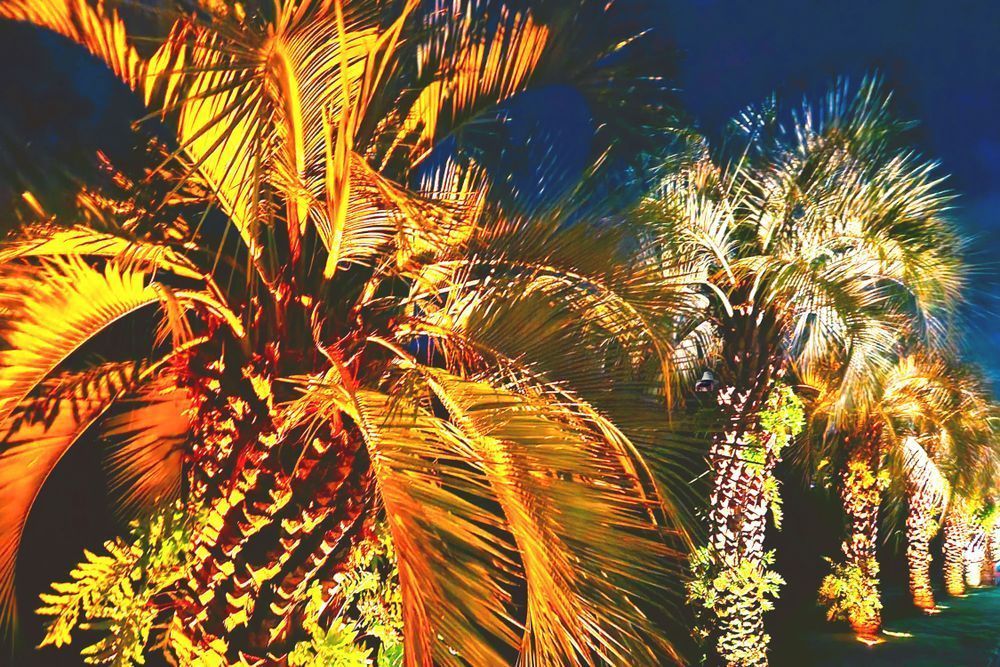 Night Palm Trees Art | Viewfinder Arts LLC