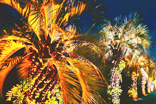 Night Palm Trees Art | Viewfinder Arts LLC