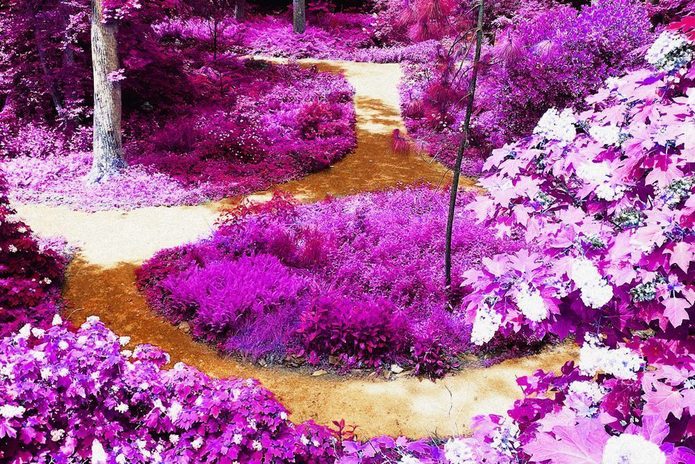 Purple Painted Path Art | Viewfinder Arts LLC