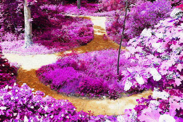 Purple Painted Path Art | Viewfinder Arts LLC