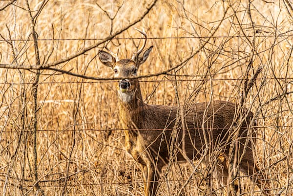 4Pt Buck