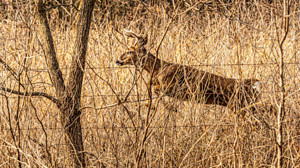 4Pt Buck Jumping