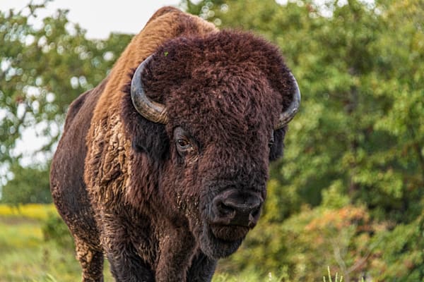 Curious Bison 2