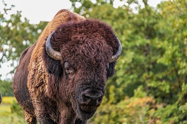 Curious Bison 1