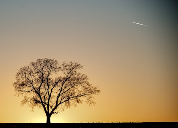 A Lonely Tree In The Sunset