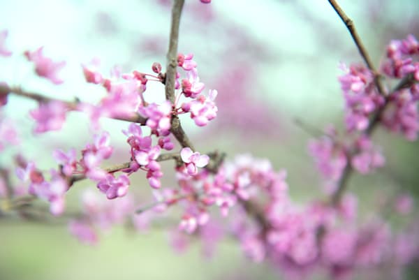 Redbud