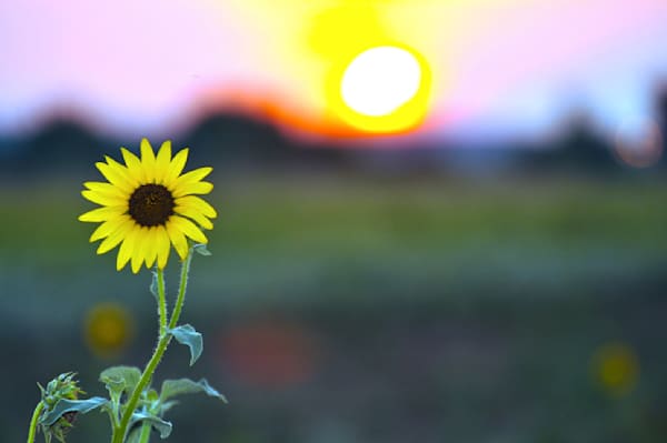 Sunflower