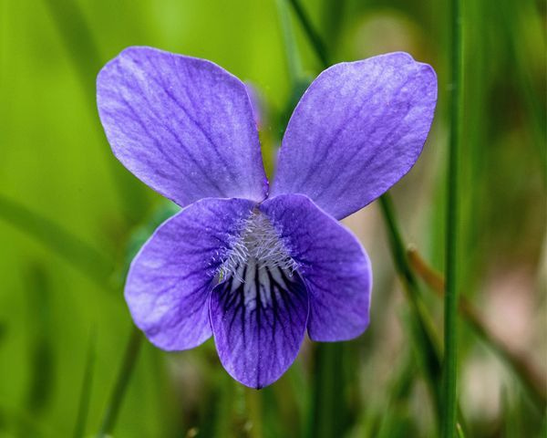 Violet from the Bloom collection