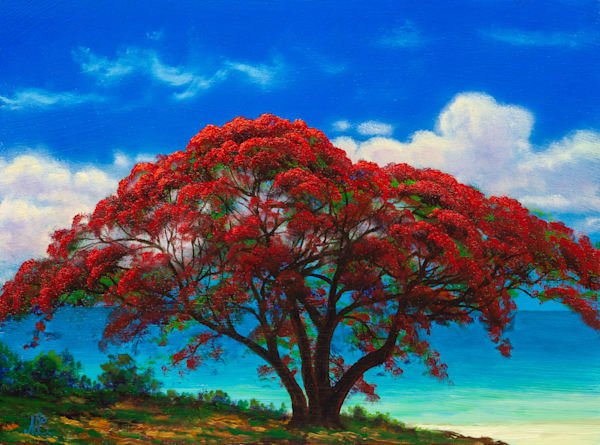 Beauty Of The Poinciana Art | Nathan Clements Art