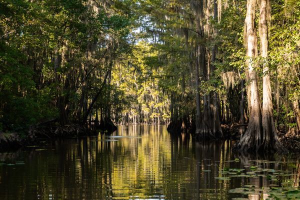 Caddo Lake, Texas