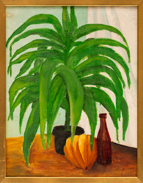 Dracena Dilemma