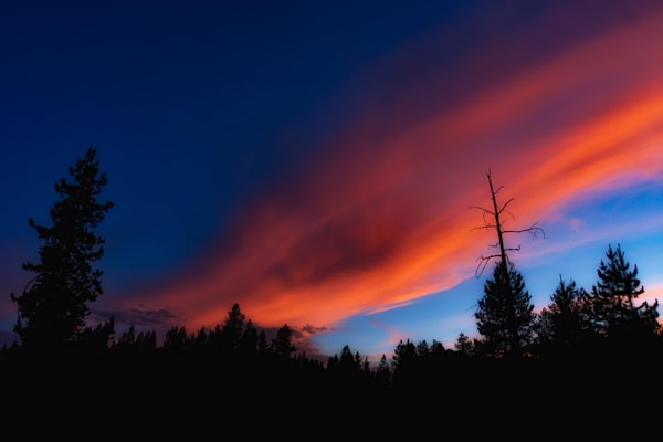Forest Sunset Photography Art | Brent Clark Photography LLC