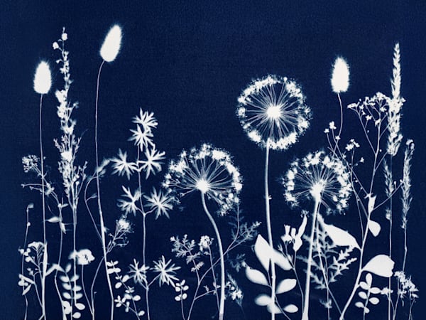 Field Notes Art | Alison Zdunich