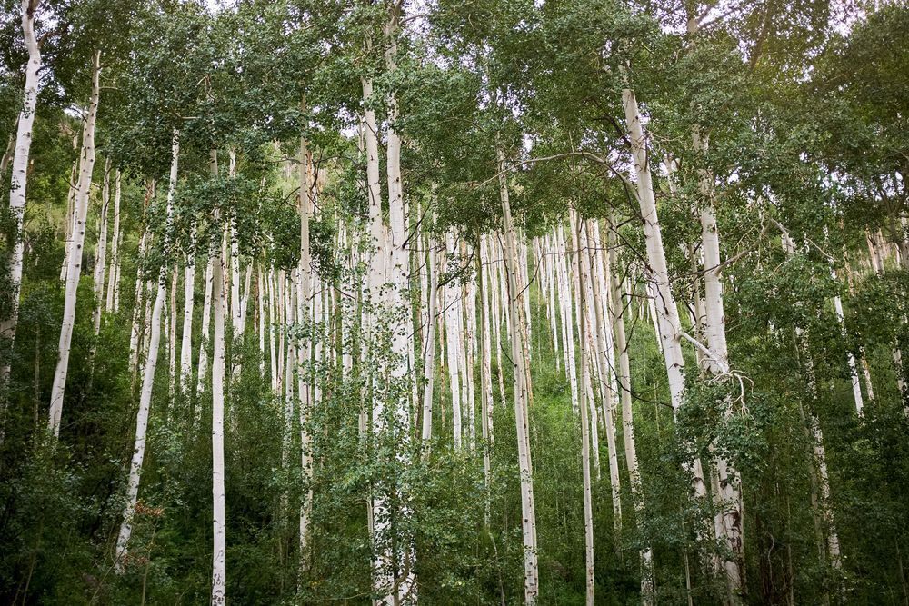 Aspens Outside Aspen Photography Art | colby lysne {art}