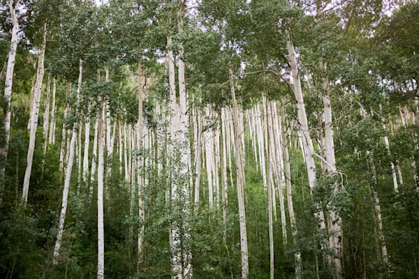 Aspens Outside Aspen