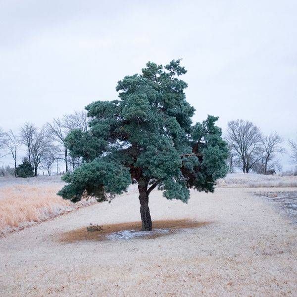 Tree In Ice Storm