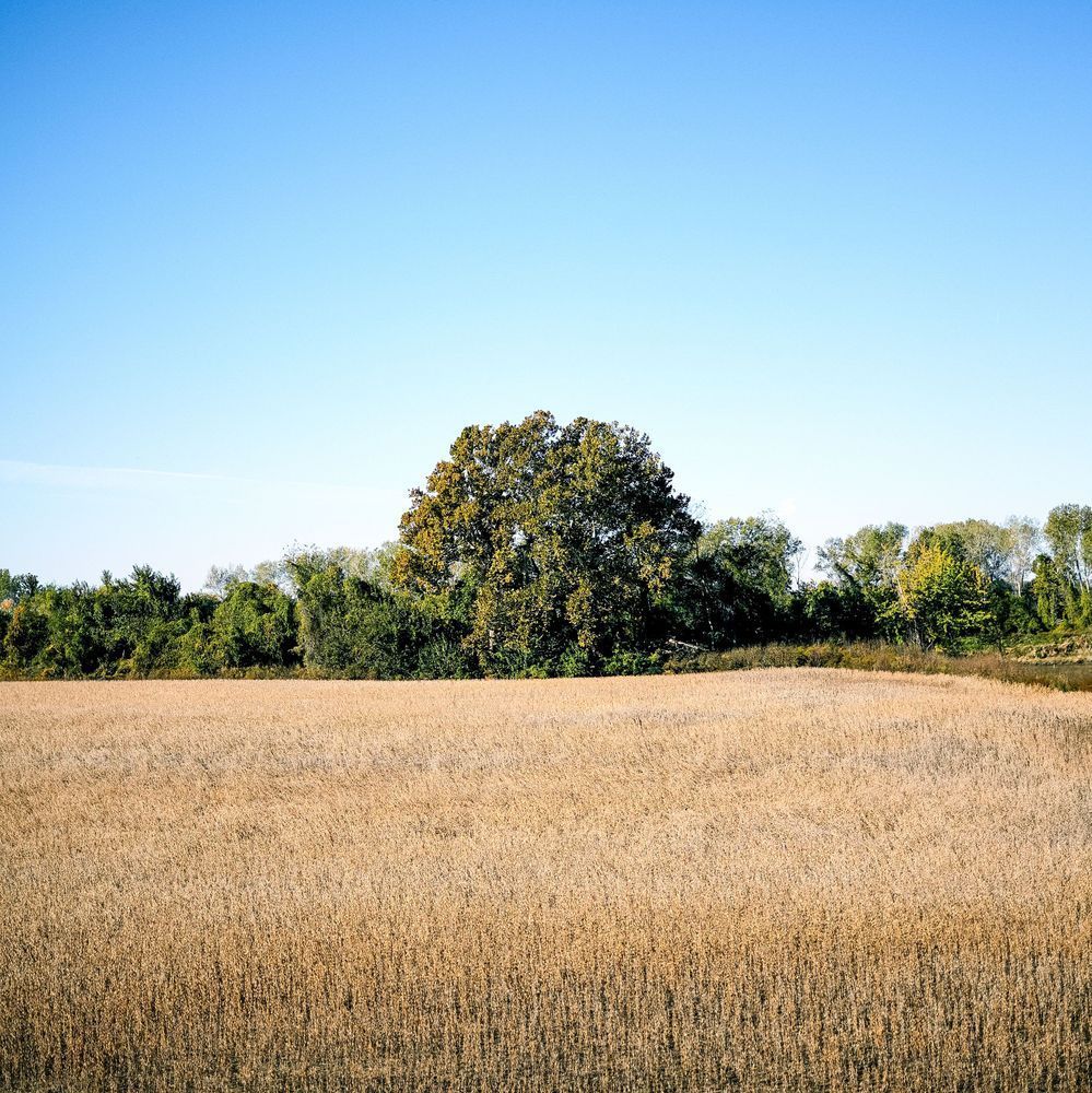 Tree In Bean Field Photography Art | colby lysne {art}