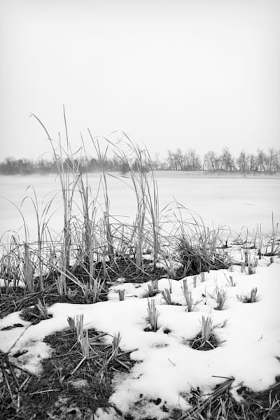 Winter Cattails