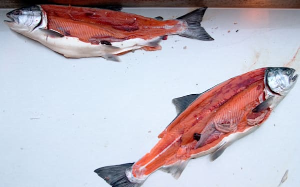 Silver Salmon Valdez, Alaska