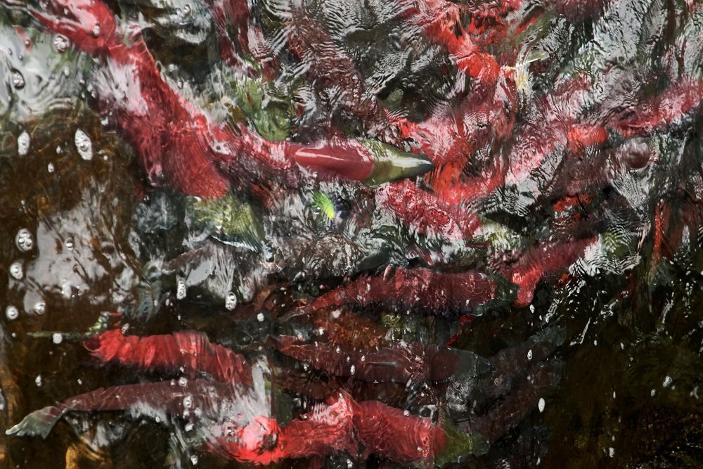 R⁴Ii (Russian River Resting Reds) Photography Art | colby lysne {art}