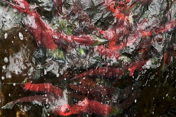R⁴II (Russian River Resting Reds)