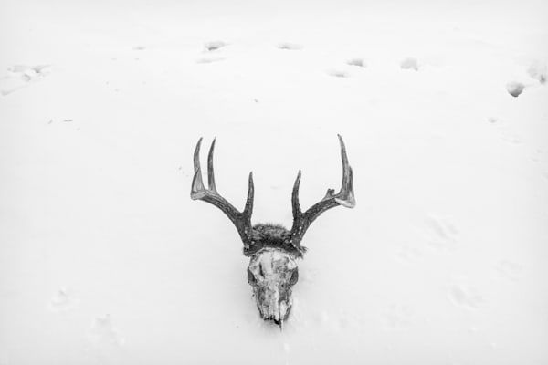 Deer Walk