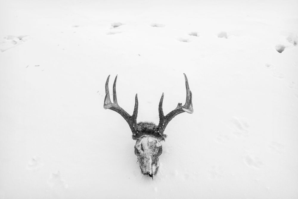 Deer Walk Photography Art | colby lysne {art}
