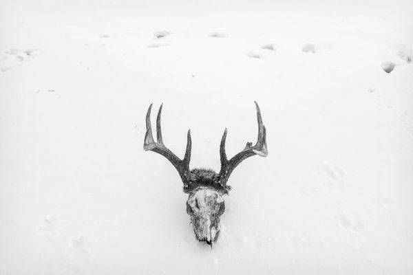 Deer Walk
