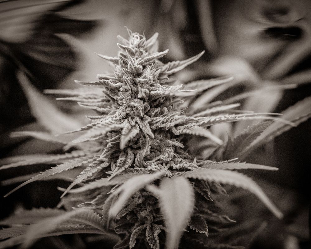 Buddy B+W