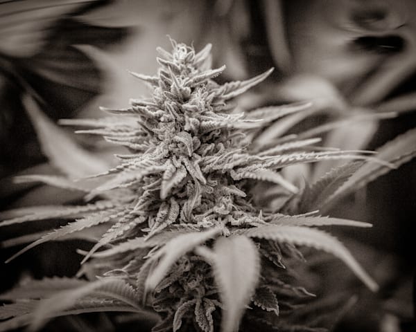 Buddy B+W