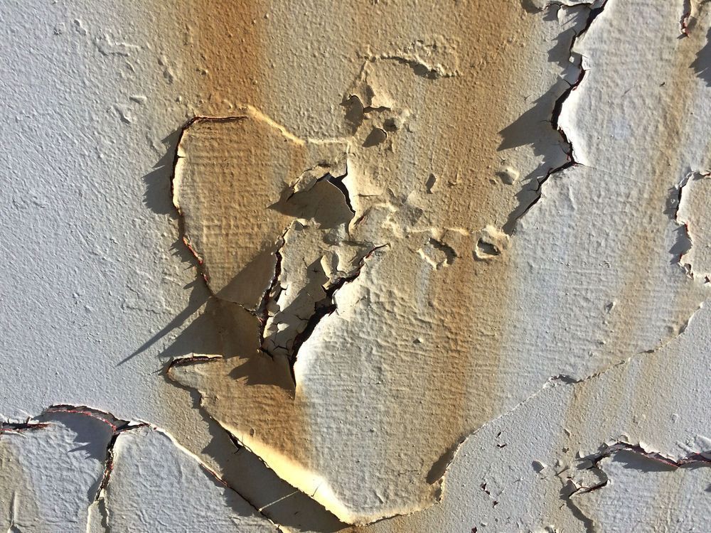 Cracked Madrona Paint Photography Art | Jeffrey Eichen