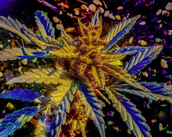 420 Complete Catalog