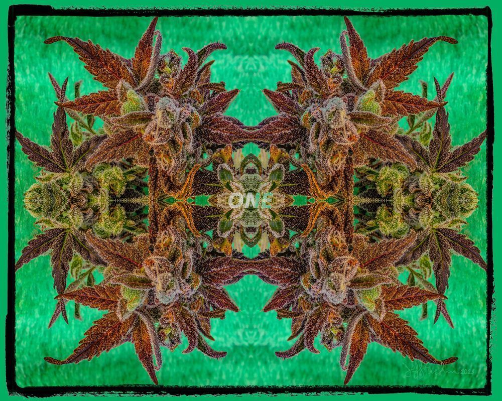 Kaleido Bud
