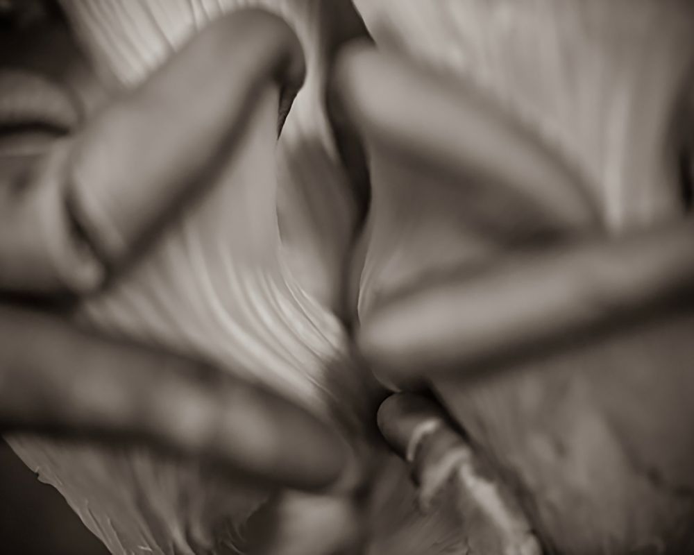 Shroom B W 16x20 Photography Art | Jeffrey Eichen