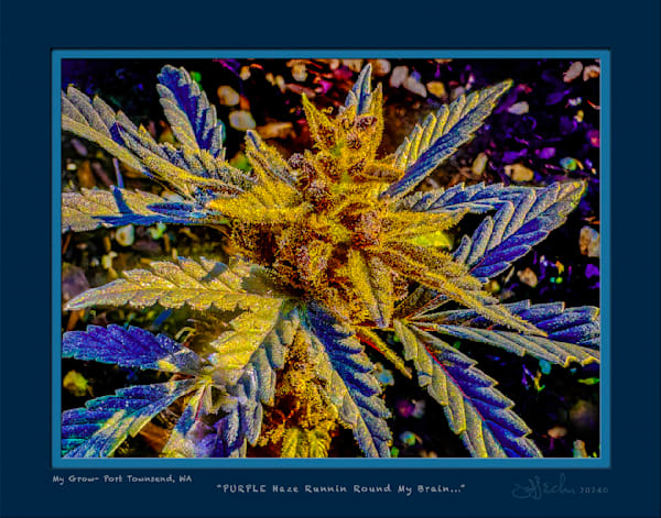 Purple Haze