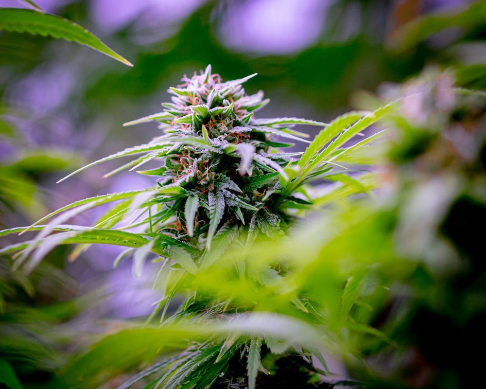 Purple Dream