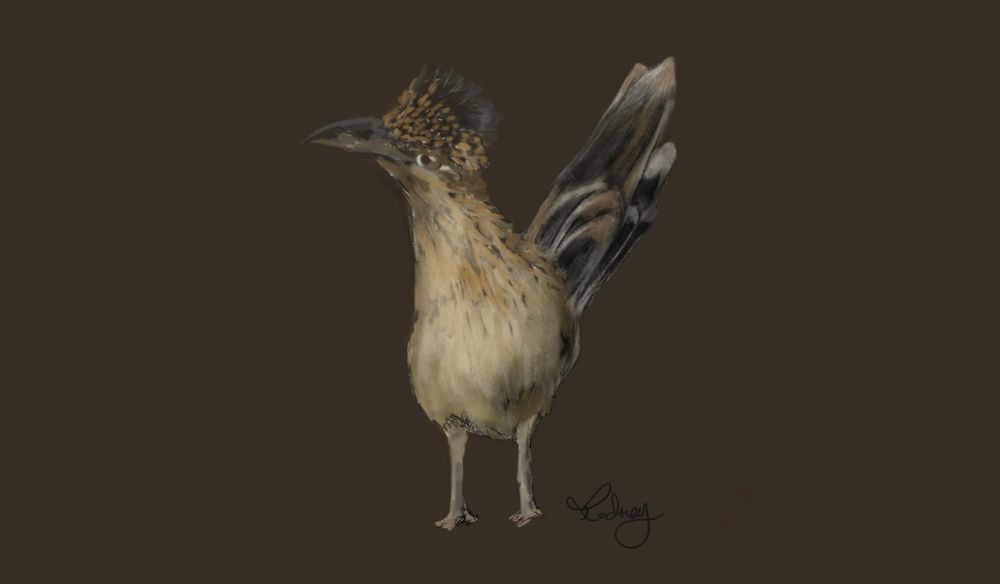 Roadrunner Sketch 5-2-2022