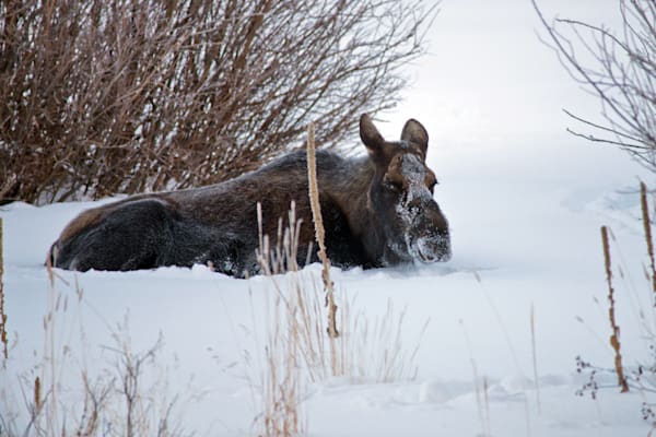 Moose