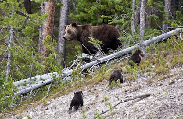 Bears