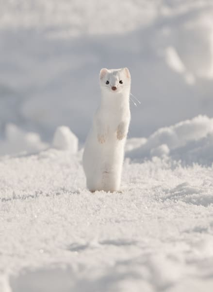 Wildlife