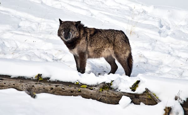 Wolves