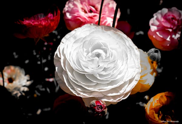 White Ranunculus Bulb Photography Art | SuavePhotos