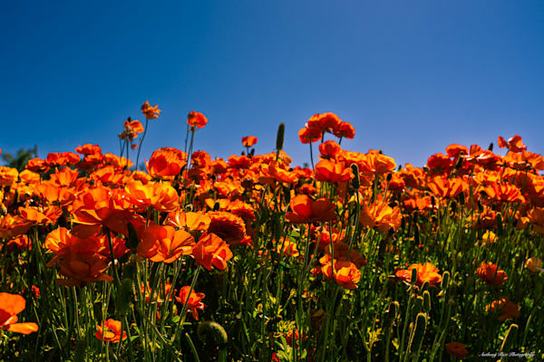 California Blooming Photography Art | SuavePhotos