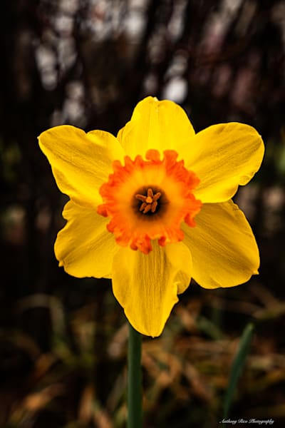 Daffodil Photography Art | SuavePhotos