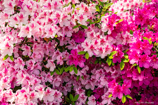Azaleas Blooming On Court Street Photography Art | SuavePhotos