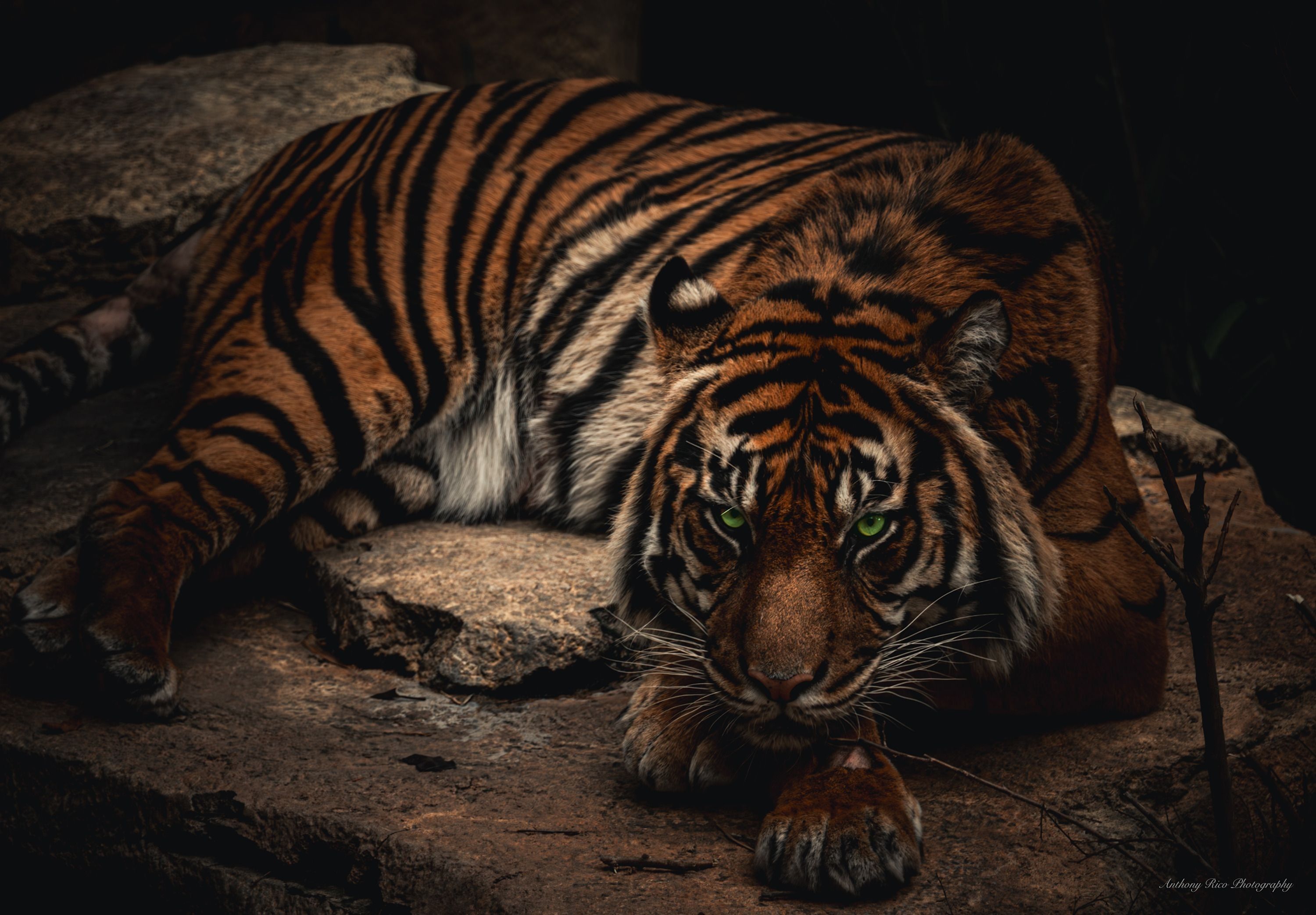 
        <div class='title'>
          Dark series Tiger
        </div>
       