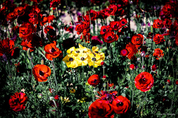 Yellow Bunch Photography Art | SuavePhotos