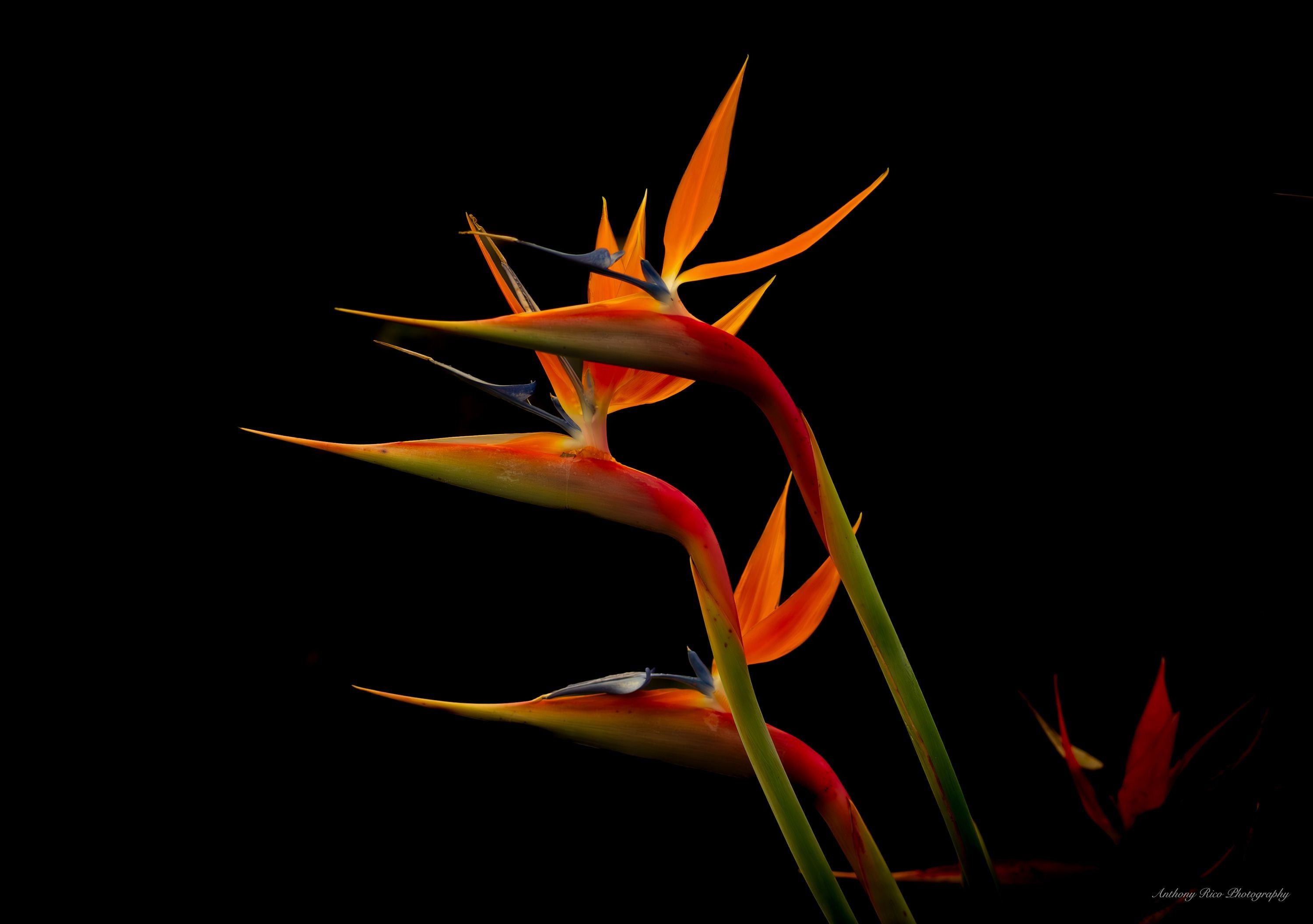 
        <div class='title'>
          Nature, Birds of Paradise
        </div>
       